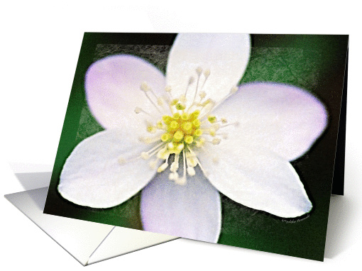 Spring is Here - Blank Photo card (185884)