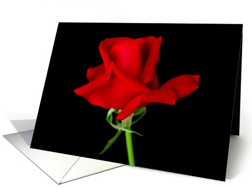 Single Mr Lincoln Red Rose with black background card (181897)