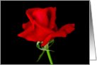 Single Mr Lincoln Red Rose with black background card