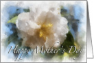 White Camelia- Mother’s Day card