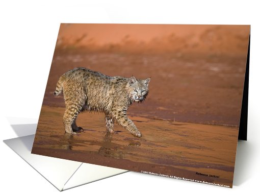 Bobcat Crossing a Stream card (182974)