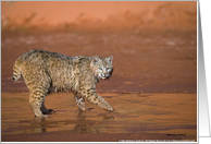 Bobcat Crossing a Stream card