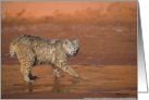 Bobcat Crossing a Stream card