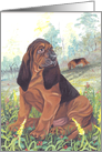 Blank Note Card, Bloodhound black and tan Dog card