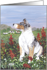 Rough Collie blue merle Dog Card
