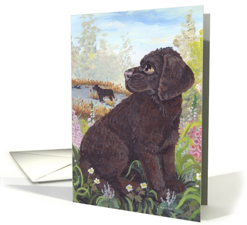 American Water Spaniel Dog card (1285774)