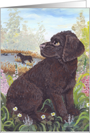 American Water Spaniel Dog Card