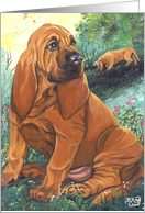 Bloodhound red Dog Card