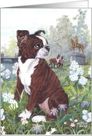 Boston Terrier...