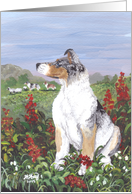 Rough Collie blue merle Dog Card