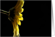 Yellow Daisy on Black Background, Blank Notecard card