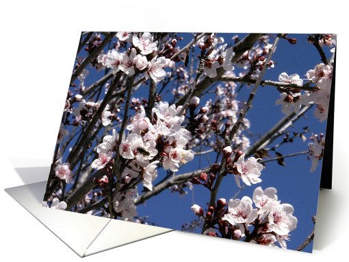 Blossom card (184431)