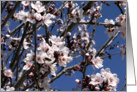 Blossom card