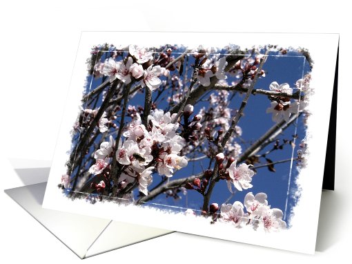 Blossom card (184433)