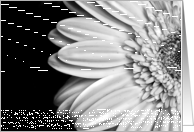 Black and White Daisy card