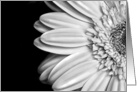 Black and White Daisy card