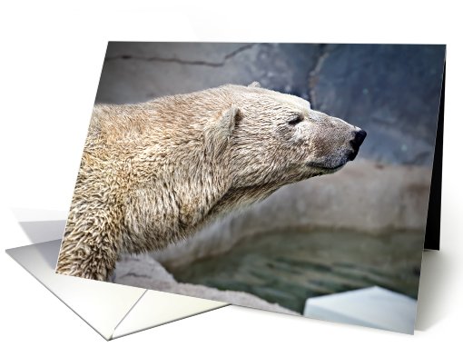 Polar Bear card (184595)