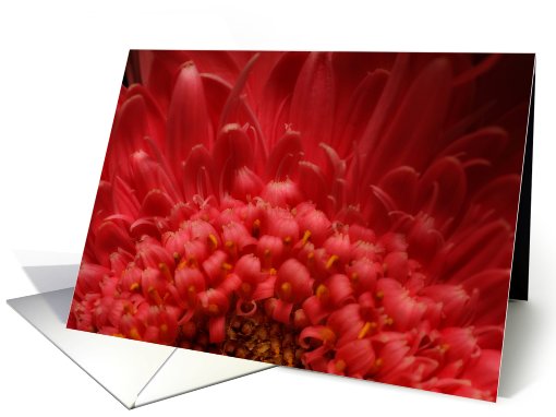 Flower Petals card (184779)