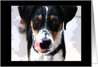 Dog card