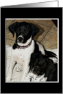 Brother and Sister Puppies card