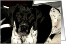 Beautiful Black and White Puppy card