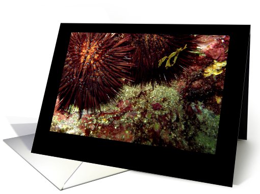Sea Urchins card (201146)