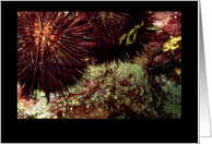 Sea Urchins card