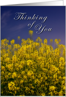 Thinking of You, yellow flowers card