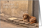 Having a bad day? - Dog card