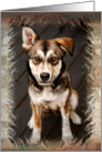 Dog card
