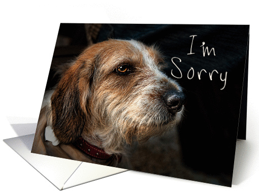 I'm Sorry, Dog card (614768)