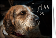 I Miss You, dog card