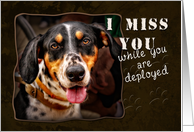 I Miss You While You are Deployed, Dog card