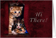 Hi There, Kittens card