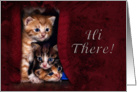 Hi There, Kittens card