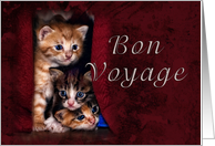 Bon Voyage, Kittens