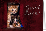 Good Luck, Kittens