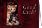 Good Luck, Kittens card