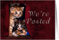 We’re Posted, Kittens card