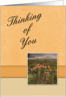 Thinking of You, Flowers in Field card