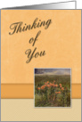 Thinking of You, Flowers in Field card