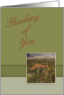 Thinking of You, Flowers in Field card