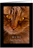 We’re Moving, cat card