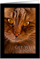 Get Well Soon, Cat card