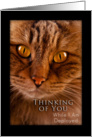 Thinking of You While I Am Deployed, Cat card