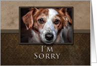 I’m Sorry, Dog with Brown Background card