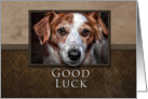 Good Luck, Dog with Brown Background card