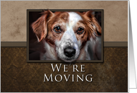 We’re Moving, Dog with Brown Background card