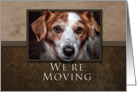 We’re Moving, Dog with Brown Background card