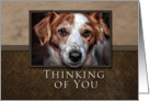Thinking of You, Dog with Brown Background card